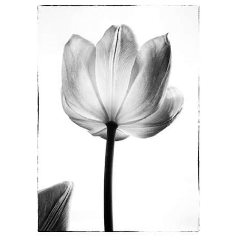 Translucent Tulips I Poster Print by Debra Van Swearingen-VARPDX17799P Image 1