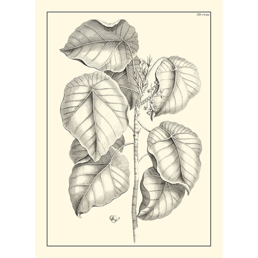 Non-Embellished Antique Foliage IV Poster Print - Pierre Josep Buchoz-VARPDX17805Z Image 1