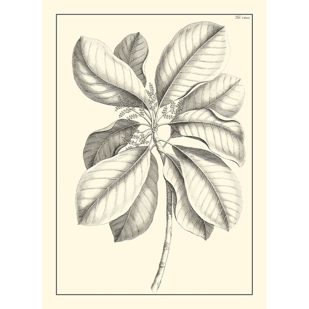 Non-Embellished Antique Foliage II Poster Print - Pierre Josep Buchoz-VARPDX17803Z Image 1