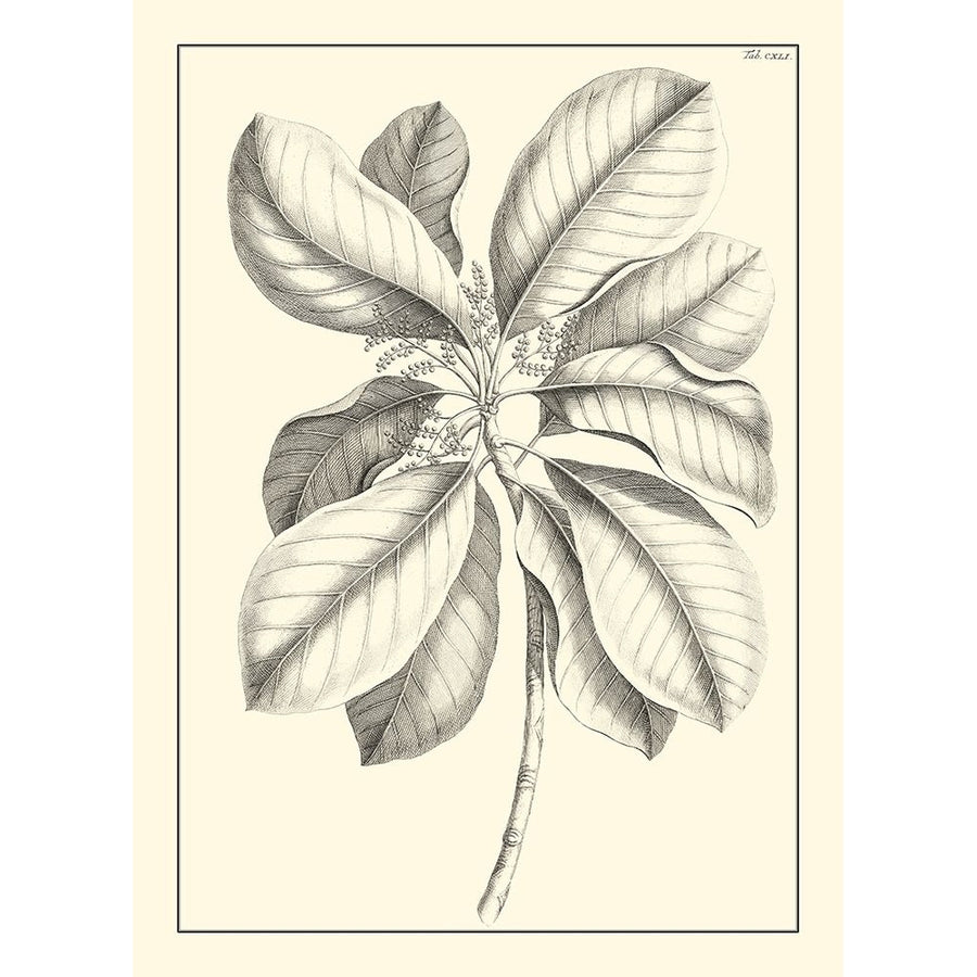 Non-Embellished Antique Foliage II Poster Print - Pierre Josep Buchoz-VARPDX17803Z Image 1