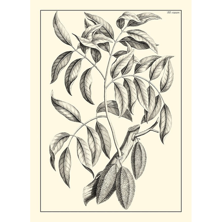 Non-Embellished Antique Foliage III Poster Print - Pierre Josep Buchoz-VARPDX17804Z Image 1