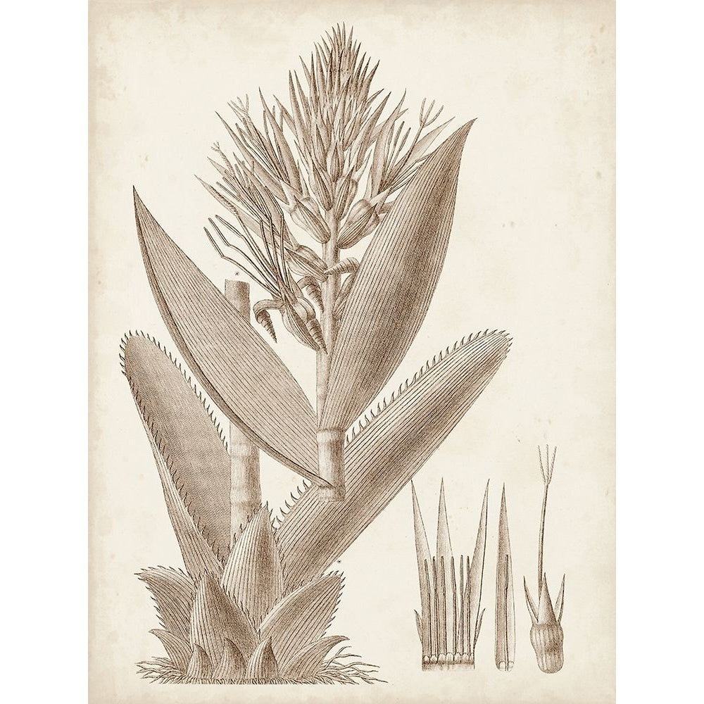 Sepia Exotic Plants II Poster Print - Studio Vision-VARPDX178193Z Image 1