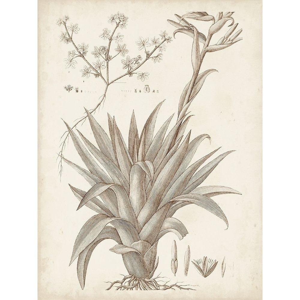 Sepia Exotic Plants IV Poster Print - Studio Vision-VARPDX178195Z Image 1