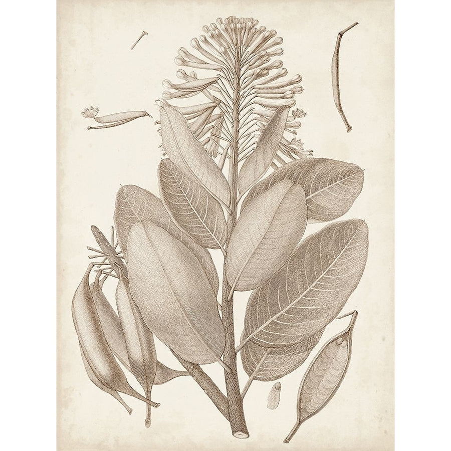 Sepia Exotic Plants I Poster Print - Studio Vision-VARPDX178192Z Image 1