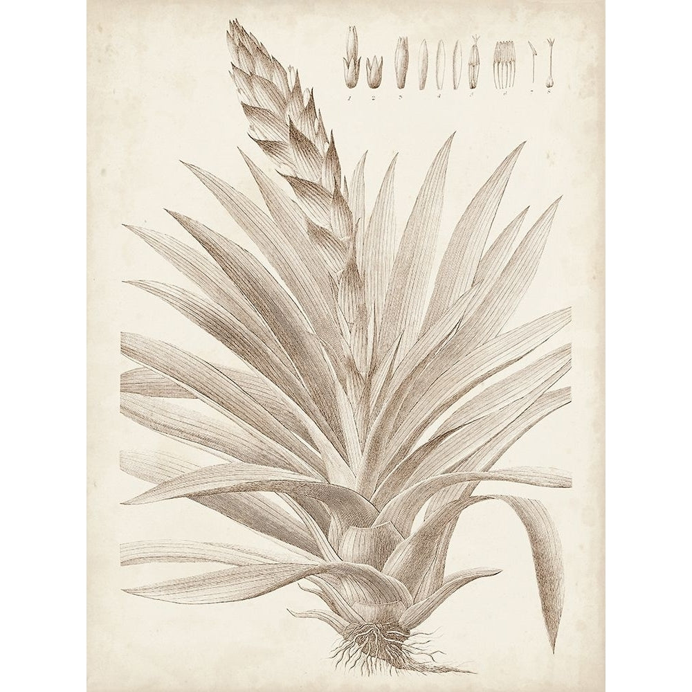 Sepia Exotic Plants III Poster Print - Studio Vision-VARPDX178194Z Image 1