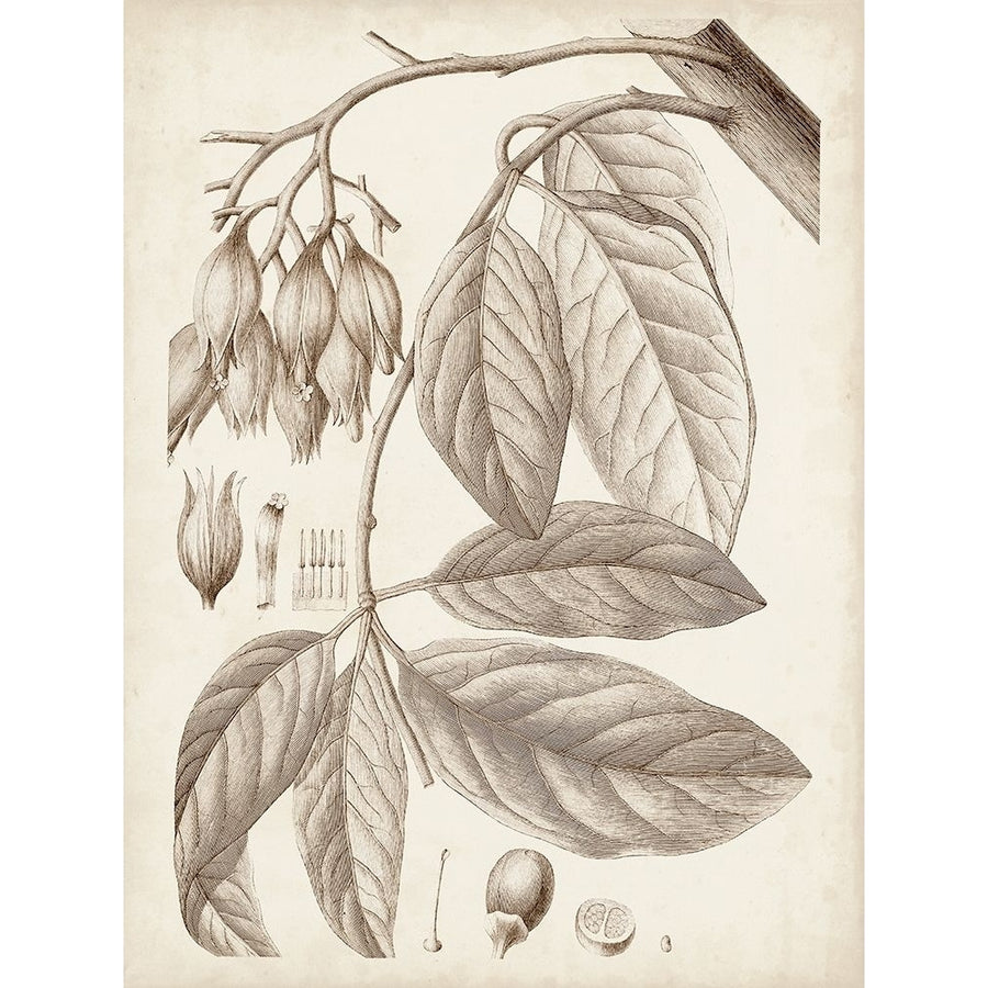 Sepia Exotic Plants VI Poster Print - Studio Vision-VARPDX178197Z Image 1