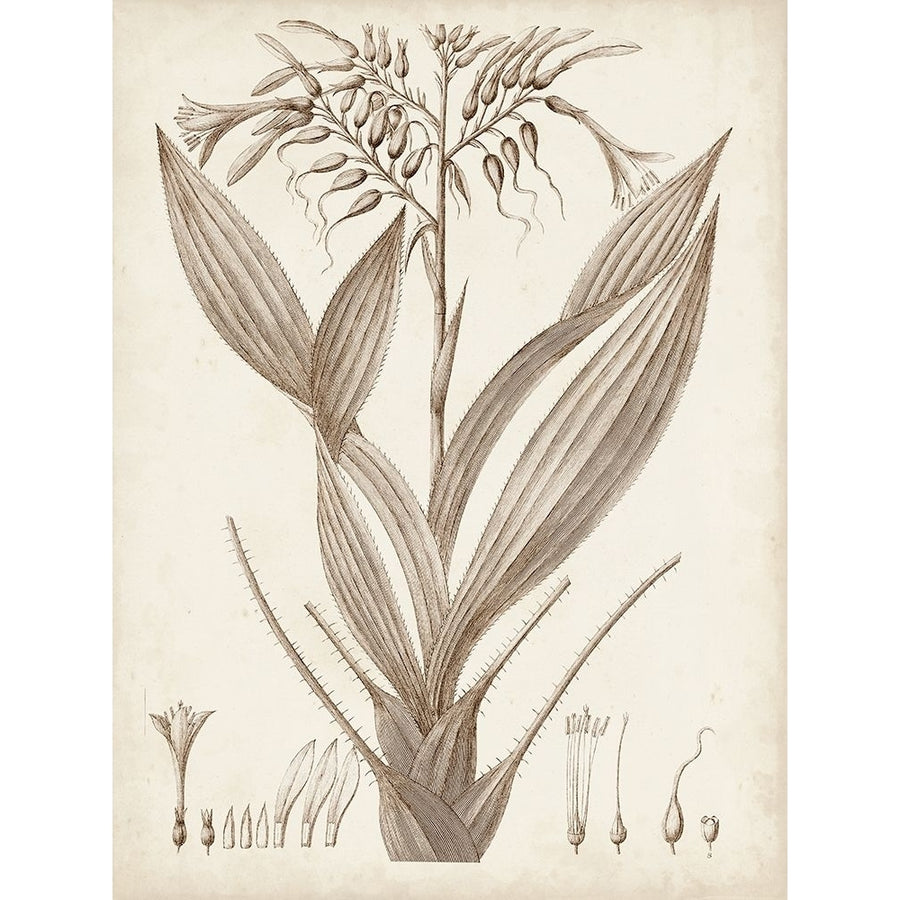 Sepia Exotic Plants VII Poster Print - Studio Vision-VARPDX178198Z Image 1