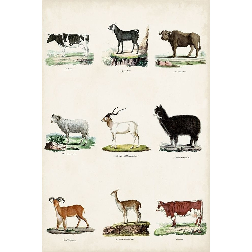 Antique Animal Chart II Poster Print - Studio Vision-VARPDX178203Z Image 1