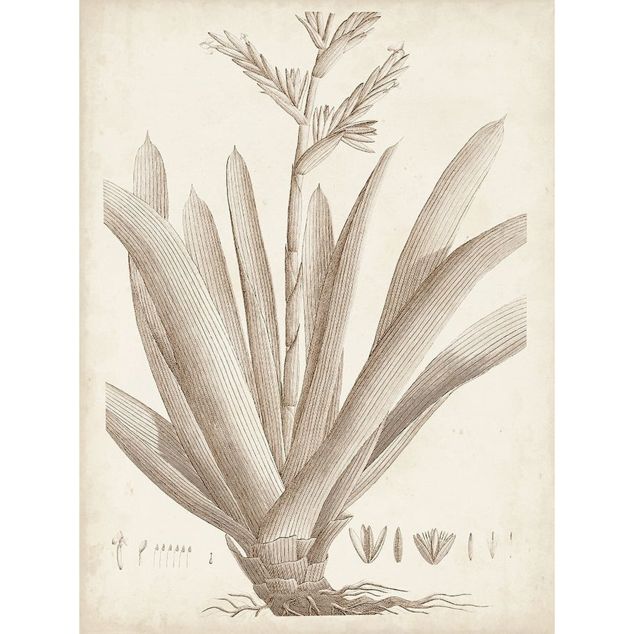 Sepia Exotic Plants VIII Poster Print - Studio Vision-VARPDX178199Z Image 1