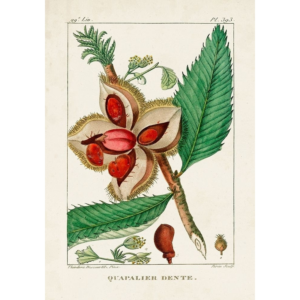 Turpin Foliage and Fruit II Poster Print - Turpin-VARPDX178282Z Image 1