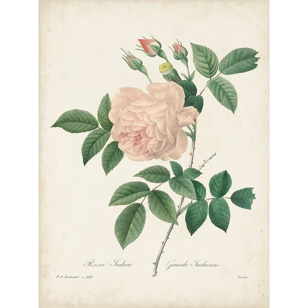 Vintage Redoute Roses II Poster Print - Pierre Redoute-VARPDX178298Z Image 1