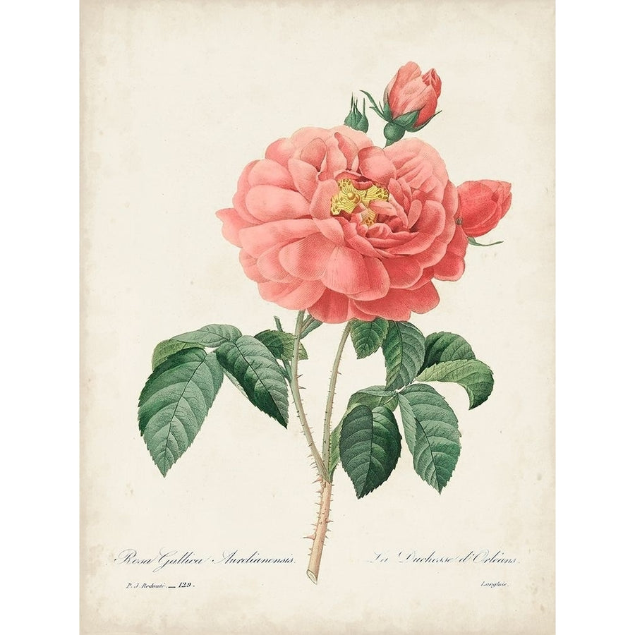 Vintage Redoute Roses III Poster Print - Pierre Redoute-VARPDX178299Z Image 1