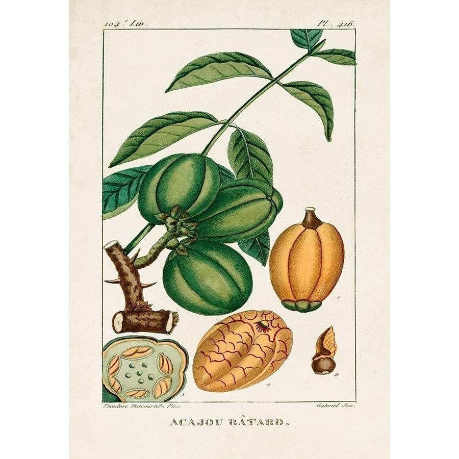 Turpin Foliage and Fruit IV Poster Print - Turpin-VARPDX178284Z Image 1