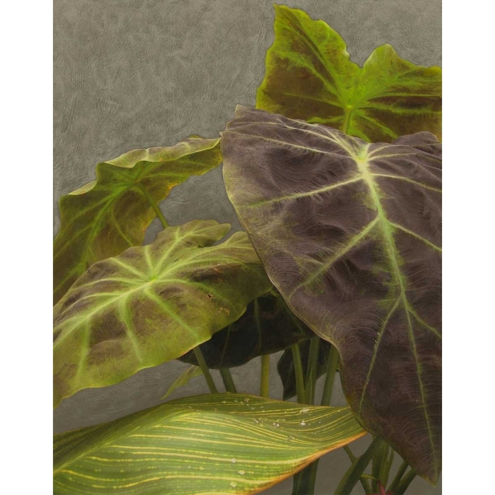 Non-Embellished Dramatic Leaves I Poster Print - Charliklia Zarris-VARPDX17829Z Image 1