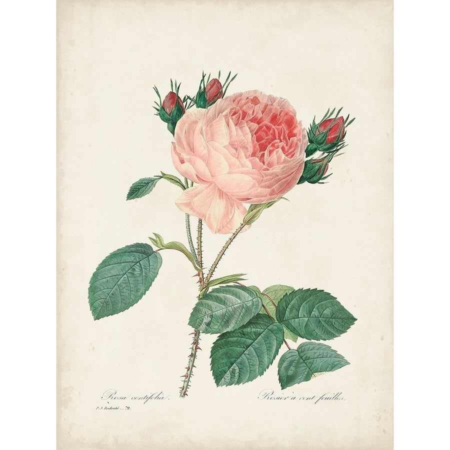 Vintage Redoute Roses V Poster Print - Pierre Redoute-VARPDX178301Z Image 1