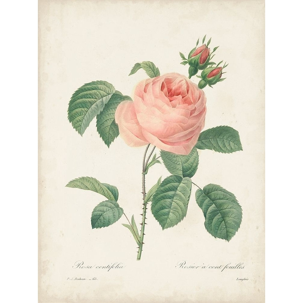 Vintage Redoute Roses IV Poster Print - Pierre Redoute-VARPDX178300Z Image 1