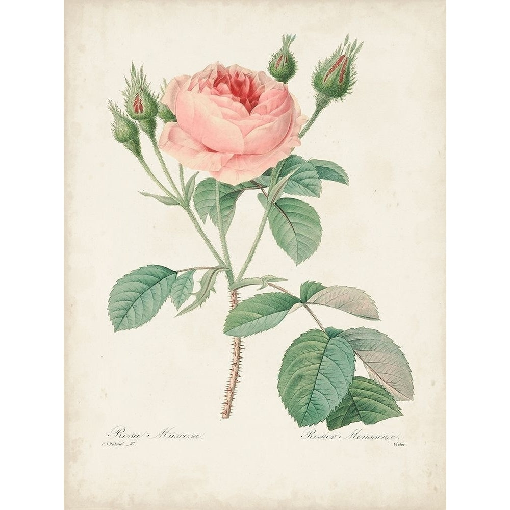 Vintage Redoute Roses VI Poster Print - Pierre Redoute-VARPDX178302Z Image 1