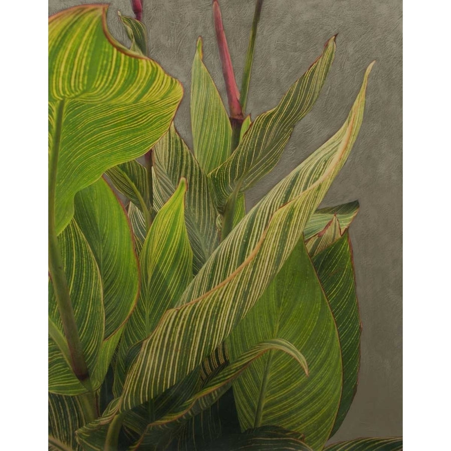 Non-Embellished Dramatic Leaves II Poster Print - Charliklia Zarris-VARPDX17830Z Image 1