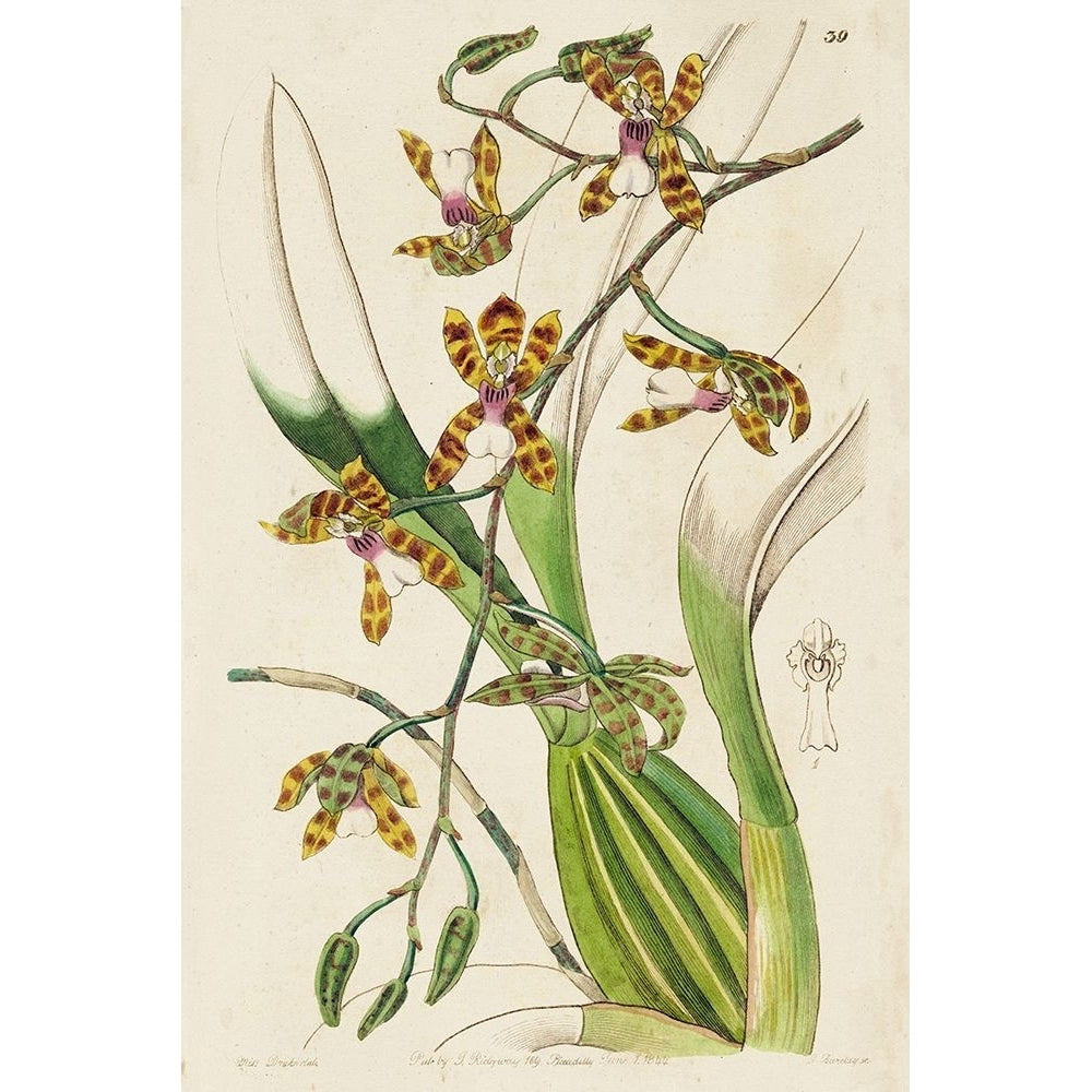 Small Spring Orchid II Poster Print - Ridgeway-VARPDX178518D Image 1