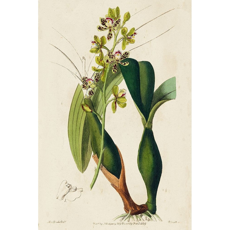 Small Spring Orchid III Poster Print - Ridgeway-VARPDX178519D Image 1