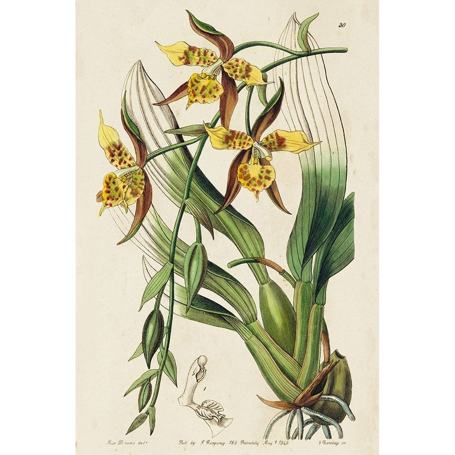 Small Spring Orchid I Poster Print - Ridgeway-VARPDX178517D Image 1