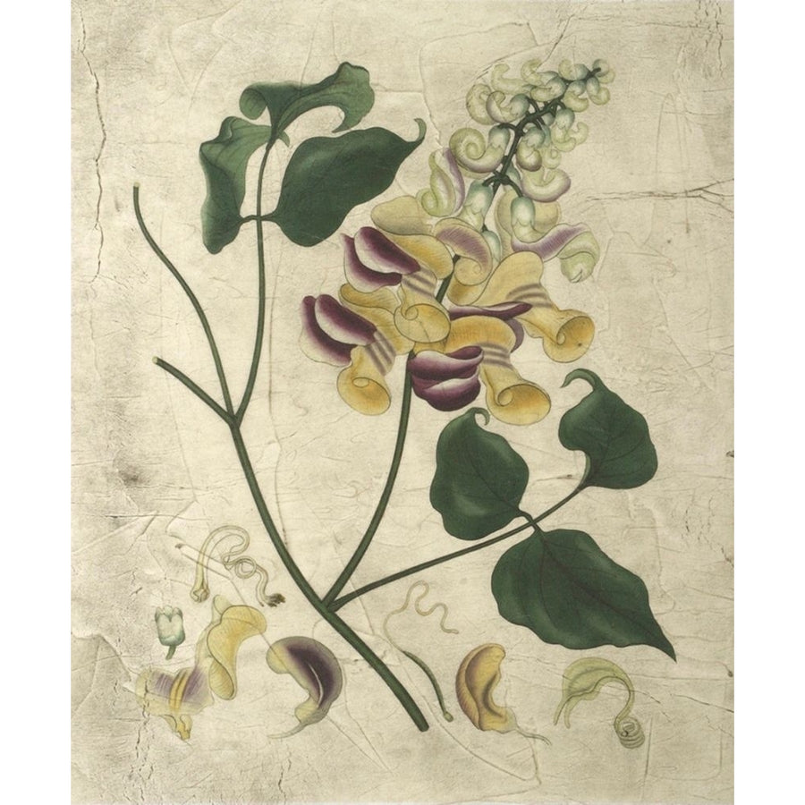 Aubergine Florals I Poster Print - Studio Vision-VARPDX17867ZE Image 1