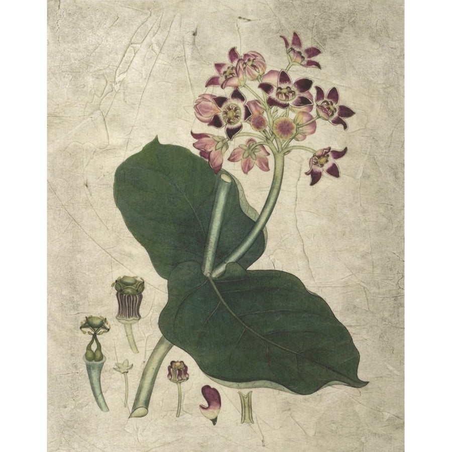 Aubergine Florals III Poster Print - Studio Vision-VARPDX17869ZE Image 1