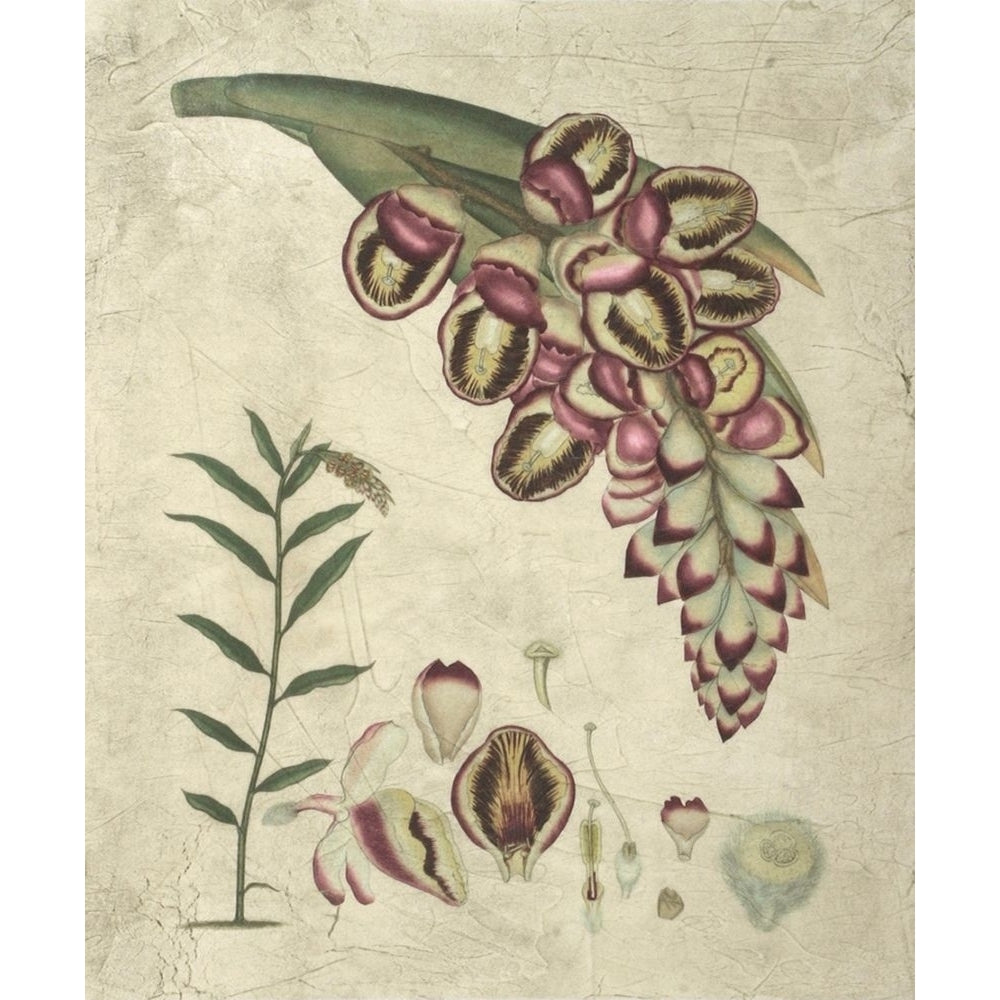 Aubergine Florals II Poster Print - Studio Vision-VARPDX17868ZE Image 1