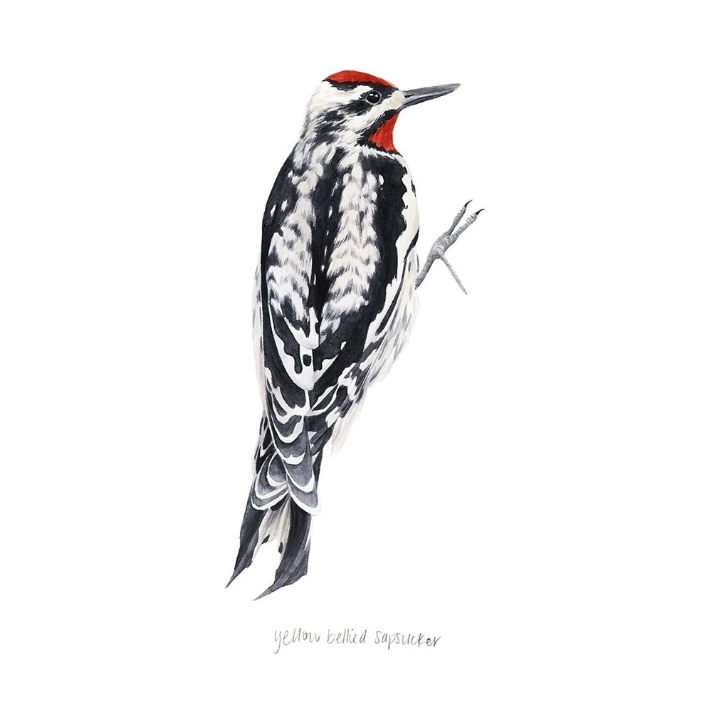 Watercolor Woodpecker I Poster Print - Grace Popp-VARPDX178739Z Image 1