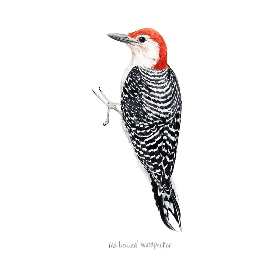 Watercolor Woodpecker III Poster Print - Grace Popp-VARPDX178741Z Image 1