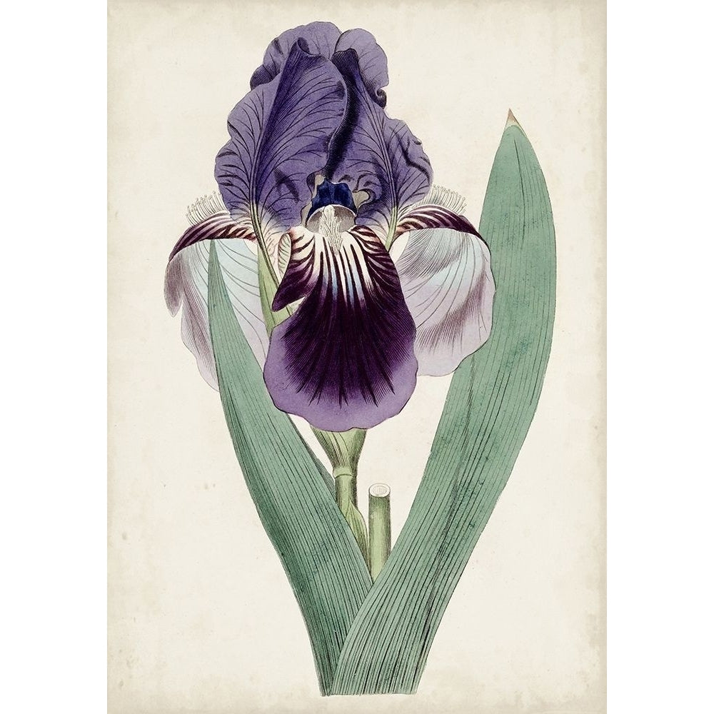 Garden Gems VI Poster Print - Curtis-VARPDX178805Z Image 1