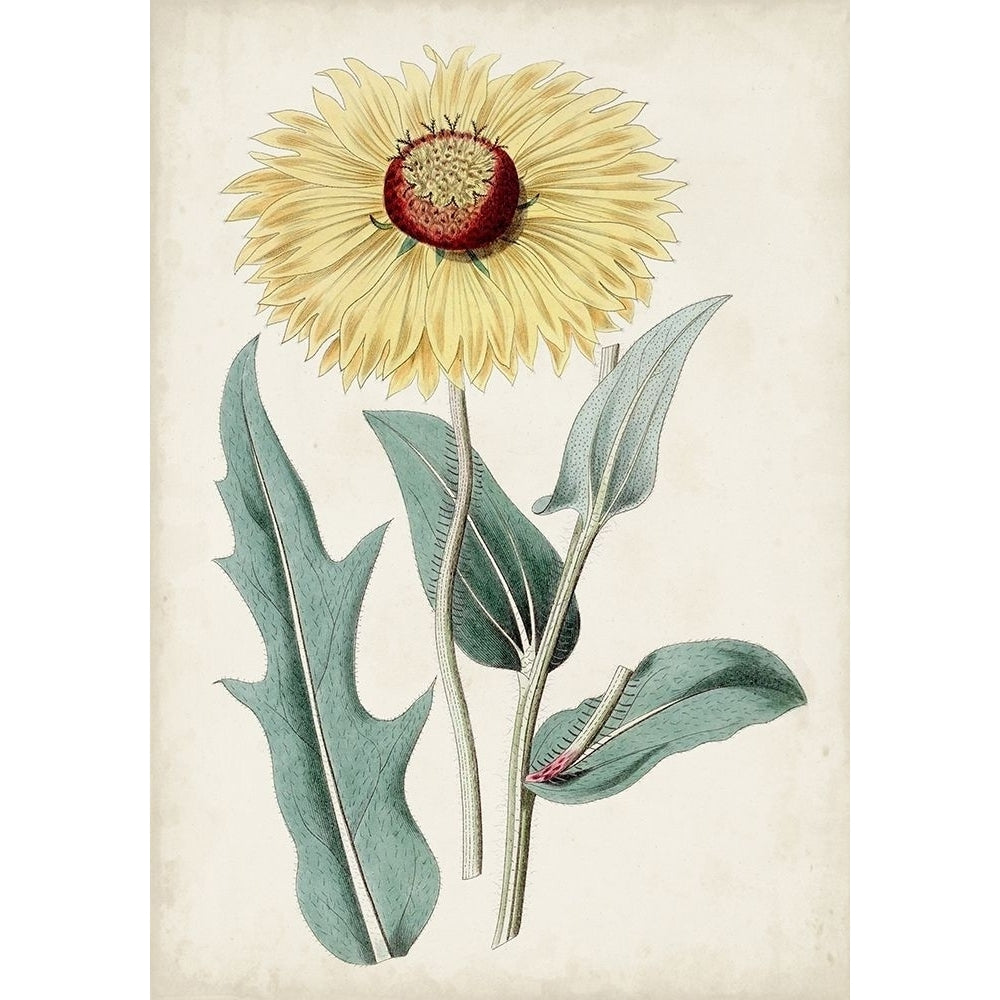 Garden Gems VIII Poster Print - Curtis-VARPDX178807Z Image 1