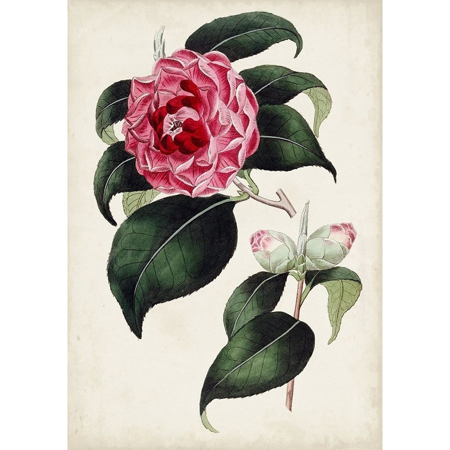 Garden Gems II Poster Print - Curtis-VARPDX178801Z Image 1