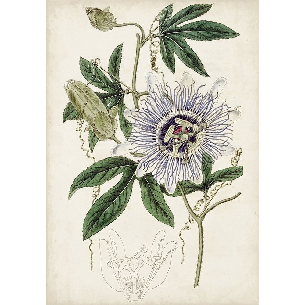 Garden Gems XI Poster Print - Curtis-VARPDX178810Z Image 1