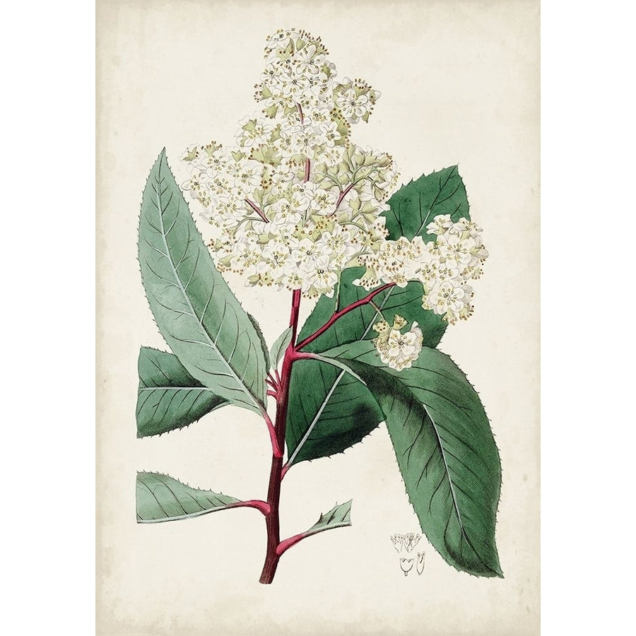 Garden Gems X Poster Print - Curtis-VARPDX178809Z Image 1