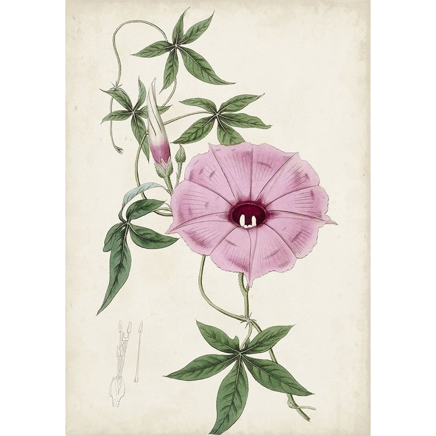 Garden Gems IX Poster Print - Curtis-VARPDX178808Z Image 1