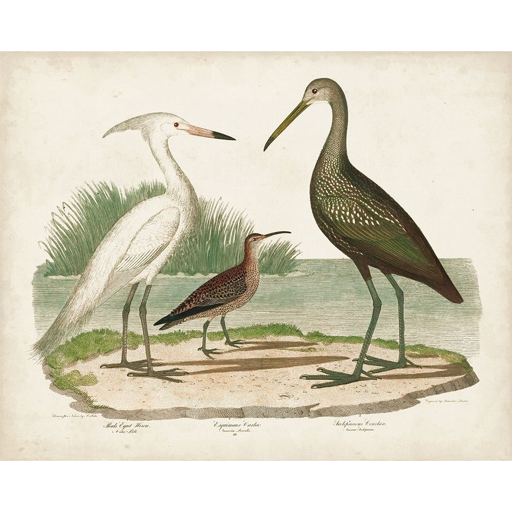 Waterbird Trio I Poster Print - Alexander Wilson-VARPDX178812Z Image 1