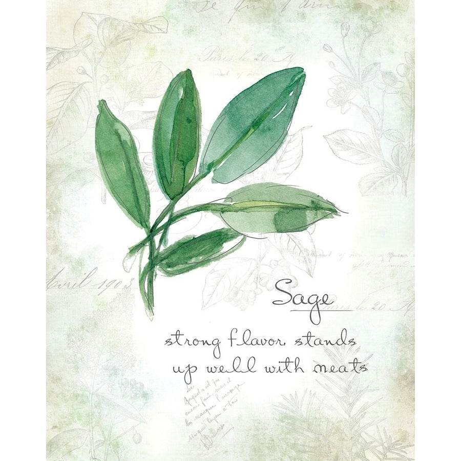 Fresh Sage Poster Print by Carol Robinson-VARPDX17882 Image 1