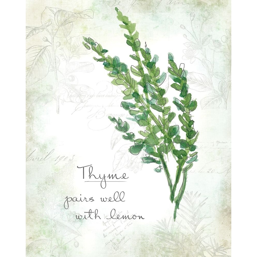 Fresh Thyme Poster Print by Carol Robinson-VARPDX17883 Image 1