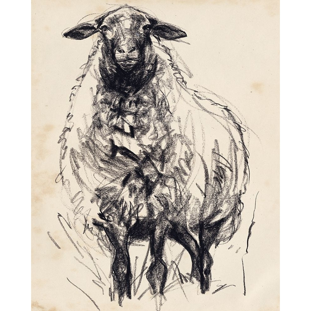 Charcoal Sheep I Poster Print - Jennifer Paxton Parker-VARPDX178991FN Image 1