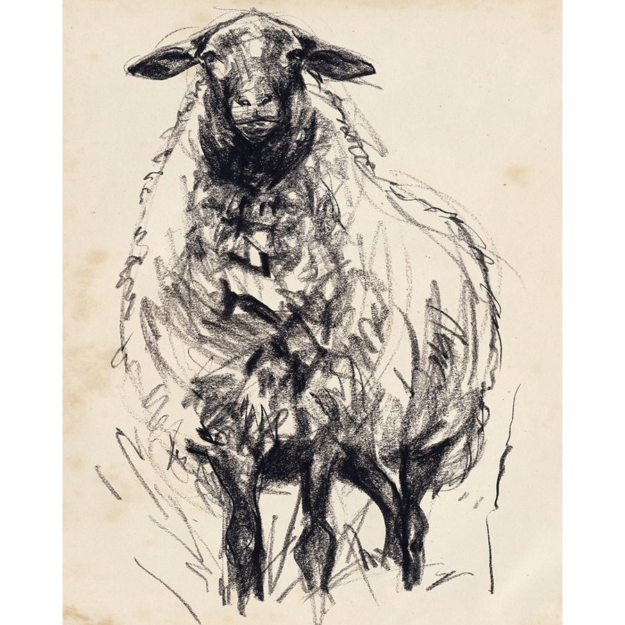 Charcoal Sheep I Poster Print - Jennifer Paxton Parker-VARPDX178991FN Image 1