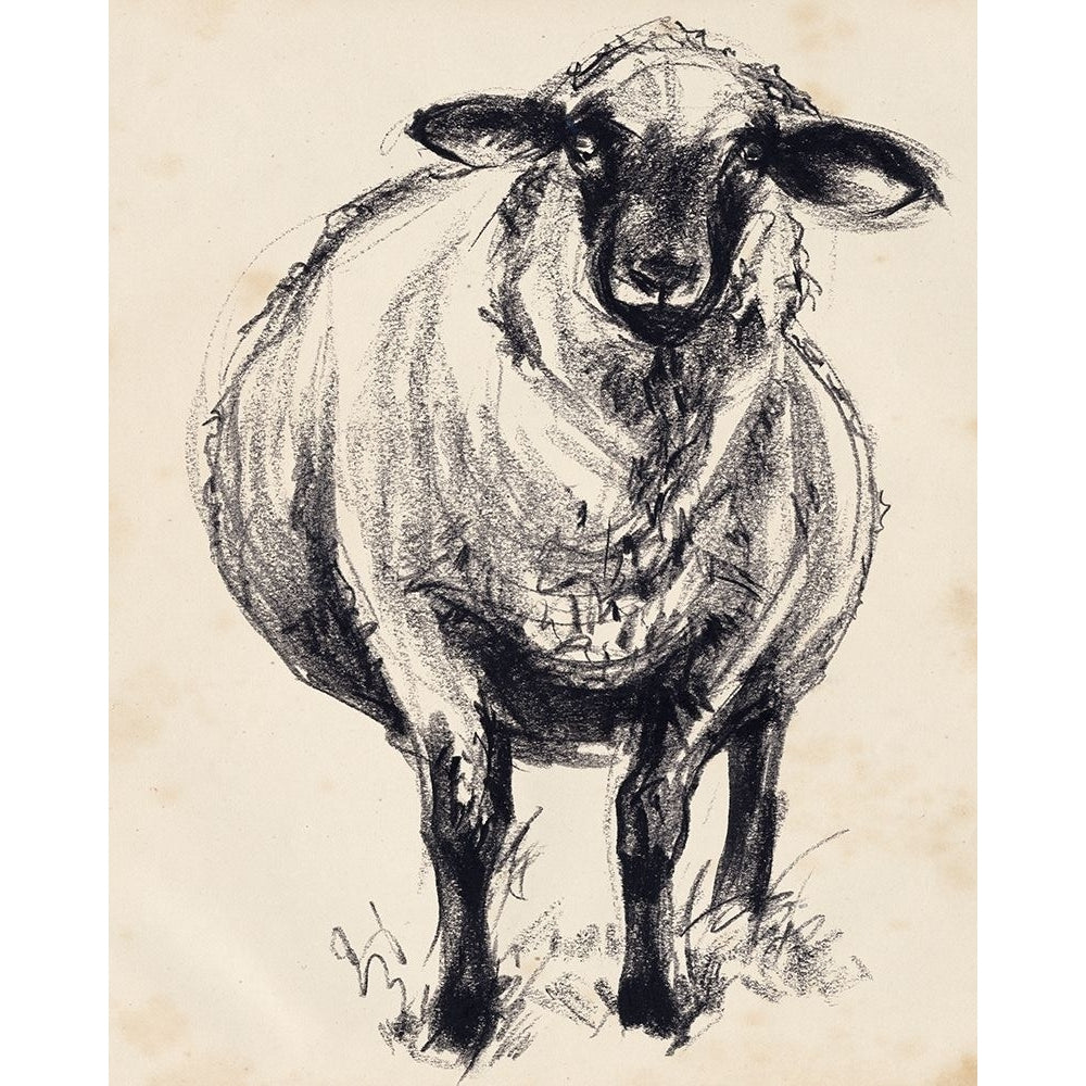 Charcoal Sheep II Poster Print - Jennifer Paxton Parker-VARPDX178992FN Image 1