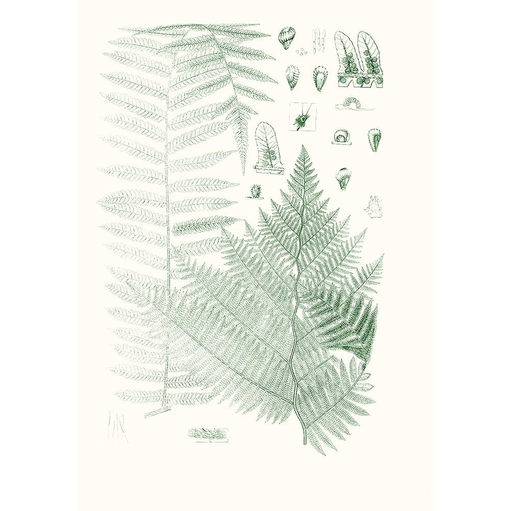 Verdure Ferns V Poster Print - Studio Vision-VARPDX179114Z Image 1