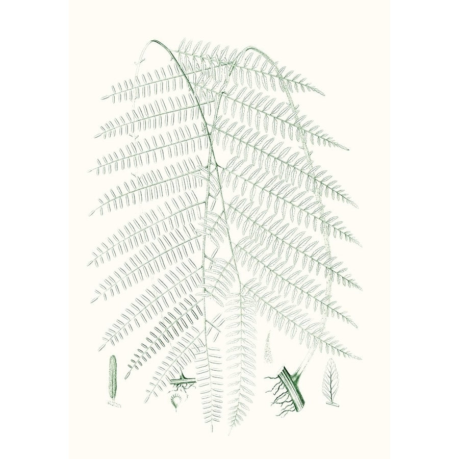 Verdure Ferns I Poster Print - Studio Vision-VARPDX179110Z Image 1