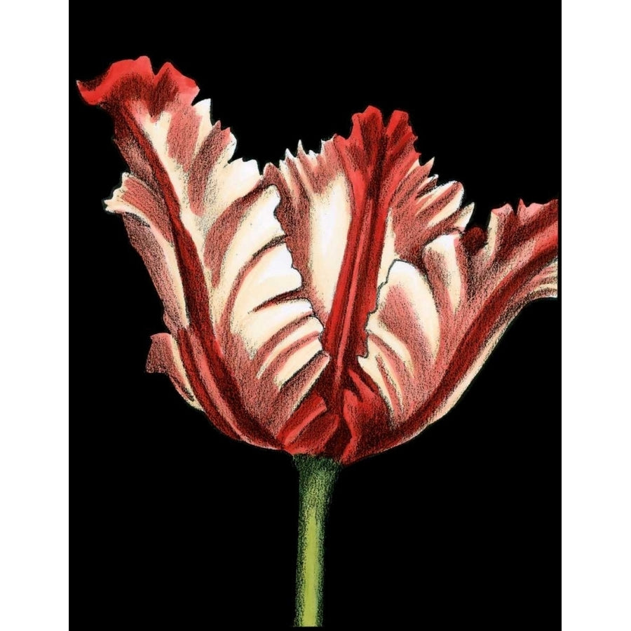 Vibrant Tulips II Poster Print - Ethan Harper-VARPDX17915Z Image 1