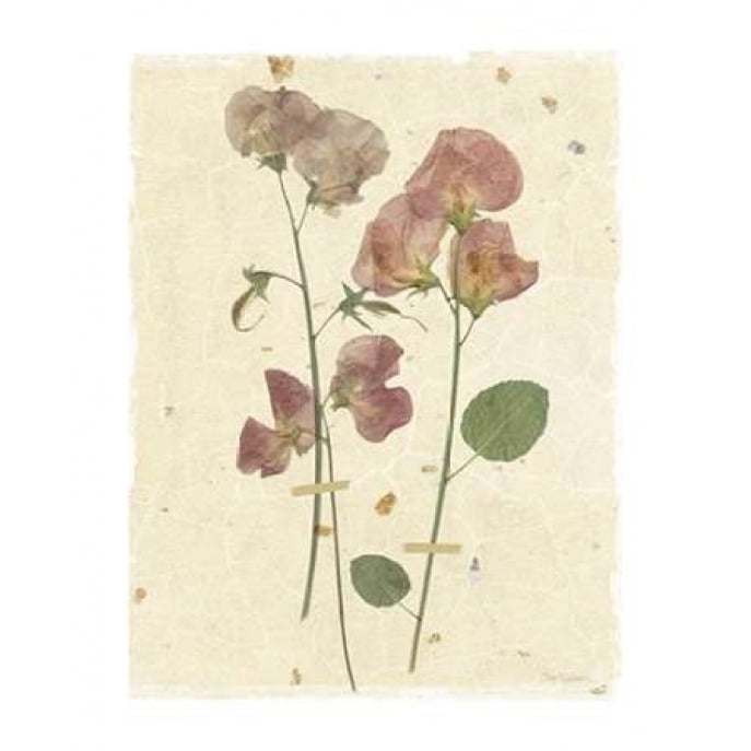 Pressed Sweetpea Poster Print by Carol Robinson-VARPDX17915 Image 1