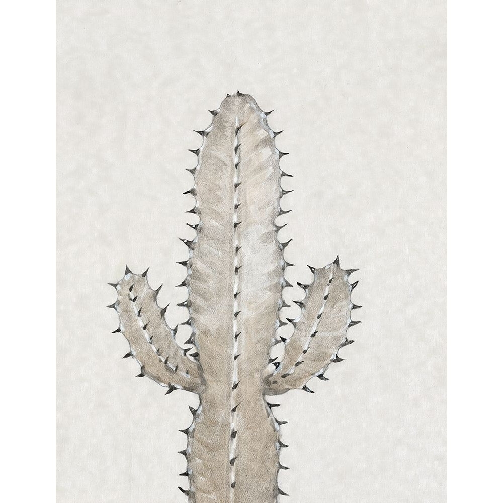 Cactus Study I Poster Print - Tim OToole-VARPDX179195FN Image 1