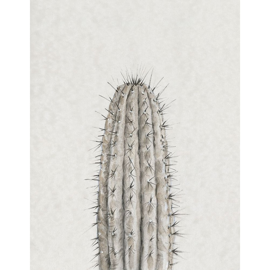 Cactus Study III Poster Print - Tim OToole-VARPDX179197FN Image 1