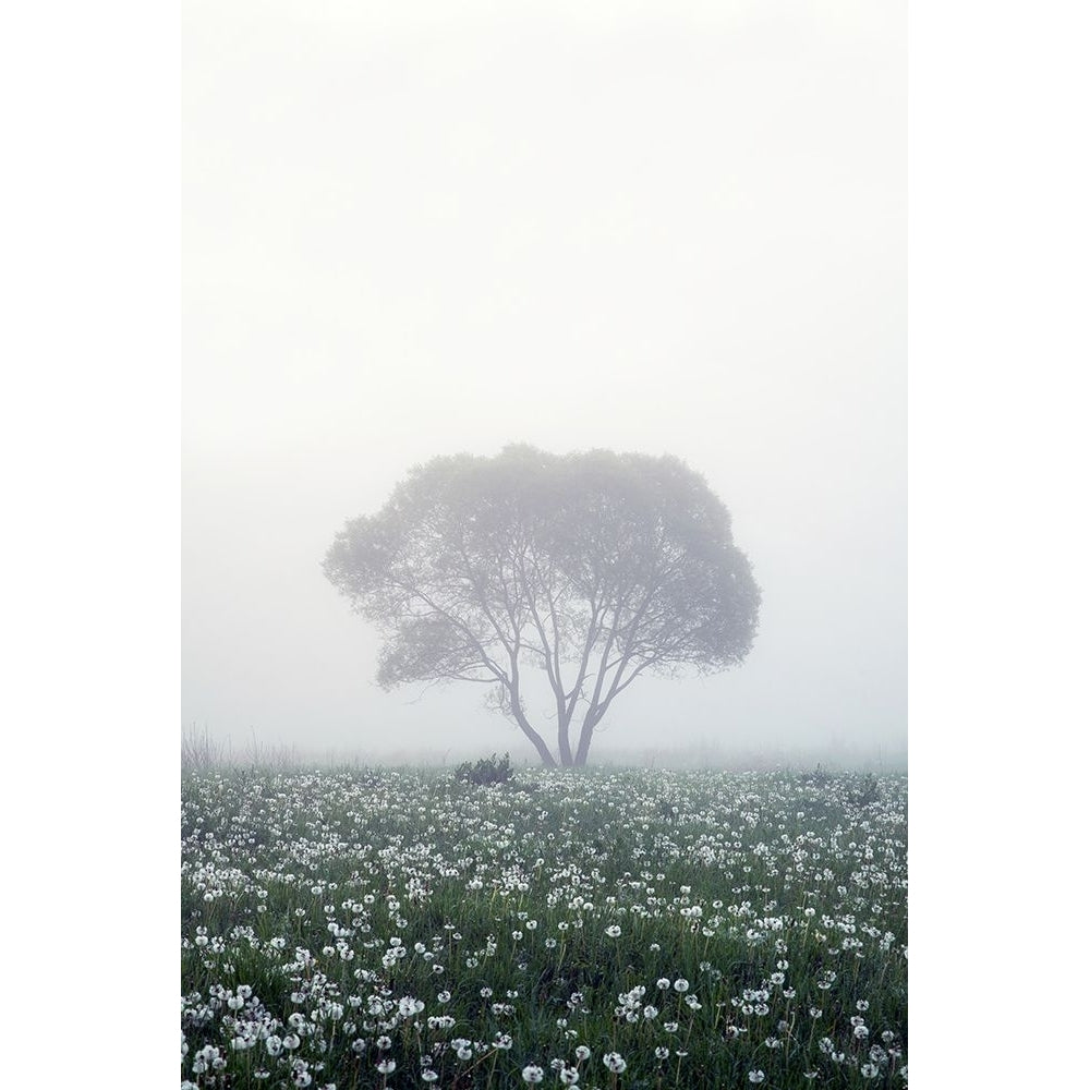 Lonely tree Poster Print - Dmitry Doronin-VARPDX1791981 Image 1