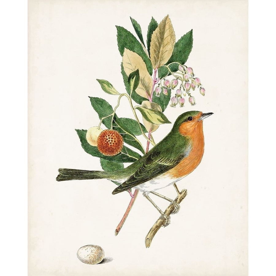 Antique Bird-Botanical and Egg I Poster Print - Unknown-VARPDX179522Z Image 1